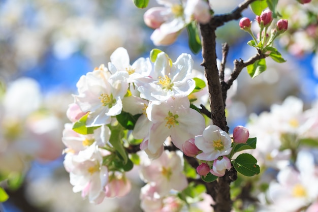 Appelbloesems over vage aardachtergrond