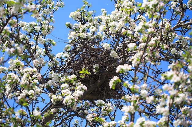 Appelbloesems over vage aardachtergrond