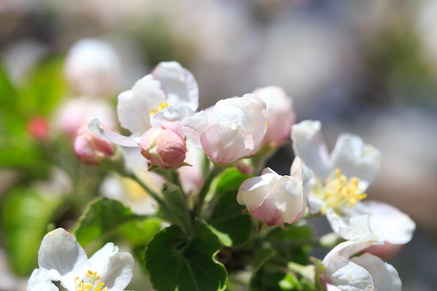 Appelbloesems over vage aardachtergrond