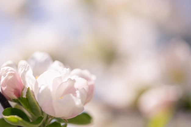 Appelbloesems over vage aardachtergrond