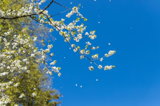 Appelbomen bloeien het zaaddragende deel van een plantspringbloem natuurlijk landschap met witte bloem