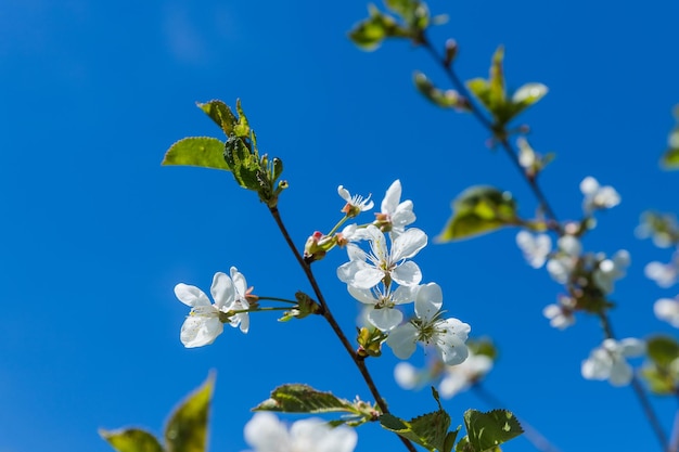 Appelbomen bloeien het zaaddragende deel van een plantspringbloem natuurlijk landschap met witte bloem