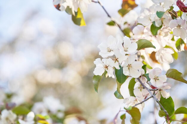 Foto appelbomen bloemen heldere zomer achtergrond lente witte vruchten bloemen lente