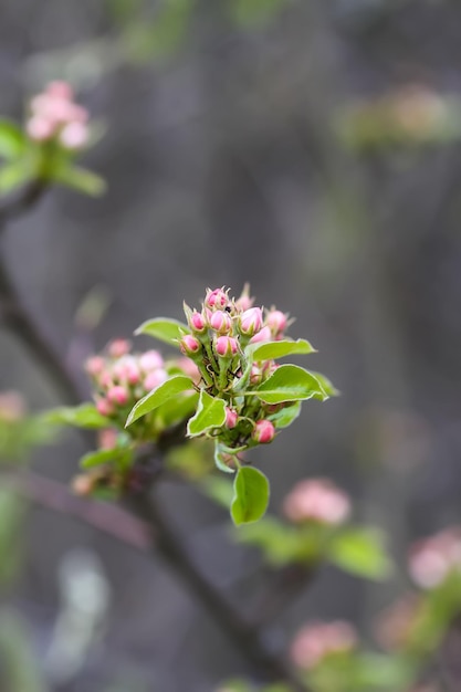 Appelbomen bloemen Lente bloesem in park Prachtige natuur achtergrond