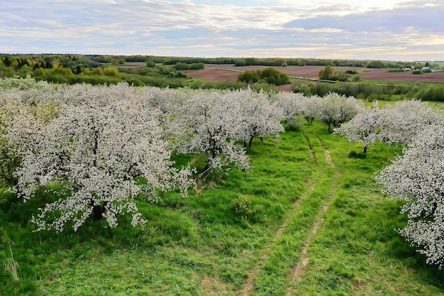 Appelbomen bloesemtuin bovenaanzicht drone