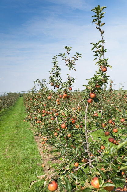 Appelbomen geladen met appels in een boomgaard in de zomer