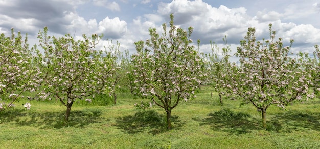 Appelbomen in de tuin bloeiende appelbomen op een achtergrond van blauwe lucht en witte wolken