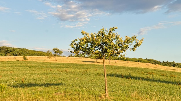 Appelbomen in een weiland voor een veld waarop strobalen worden geoogst Oogsttijd