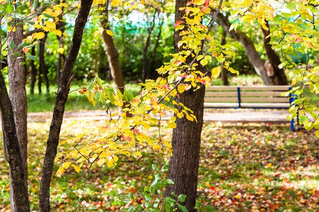 Appelbomen in stadstuin op zonnige herfstdag