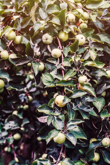 Appelboom. appels aan de boom