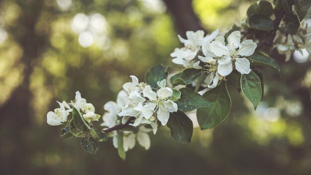 Appelboom bloei op een groene achtergrond een appeltuin lentebloei in de tuin