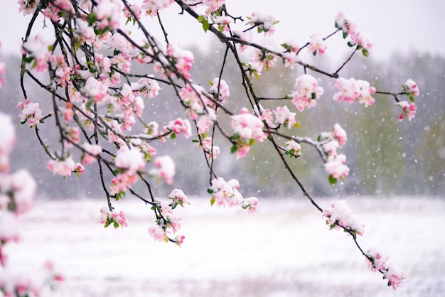 appelboom bloeit bedekt met sneeuw tijdens onverwachte sneeuwval