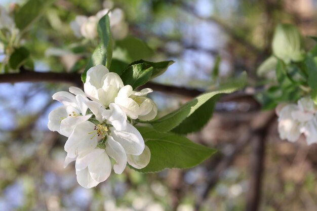 Appelboom bloeit in lentewitte bloemen