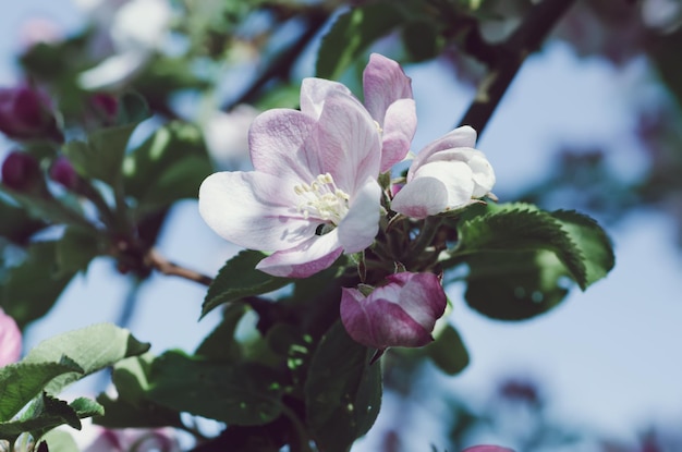 Appelboom bloem