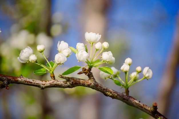 Appelboom bloem