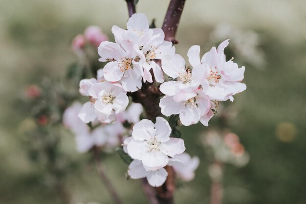 Appelboom bloemen en bloemblaadjes in zacht wit roze pastelkleur in volle bloei op tak in tuin voorstedelijke hoeve op het platteland dorp tuinbouw homesteading lente authenticiteit landschap