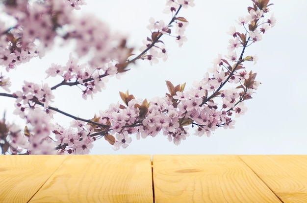 Appelboom bloesem, lente achtergrond