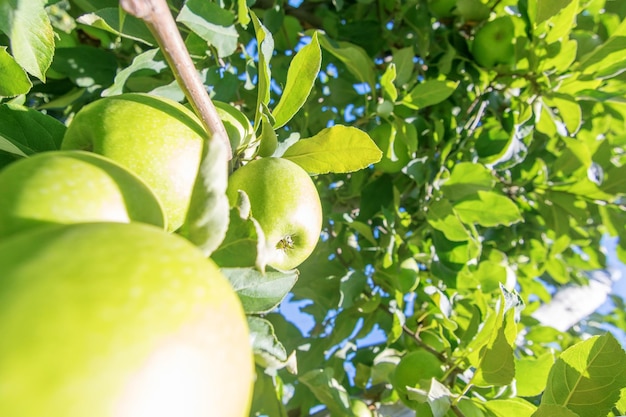 Appelboom, Groene Appels Aan De Boom