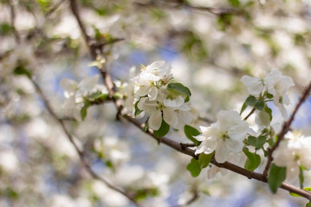 Appelboom in bloei. Bloeiende takken van een appelboom in de tuin in het voorjaar. Selectieve aandacht.