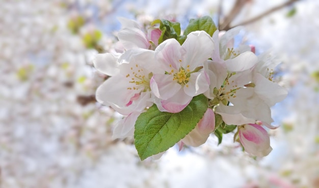 Appelboom in bloei, lentebloei