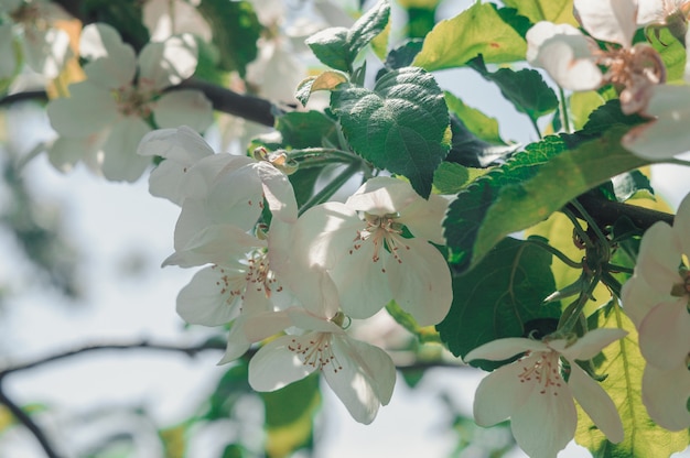 appelboom in de lente met bloemen