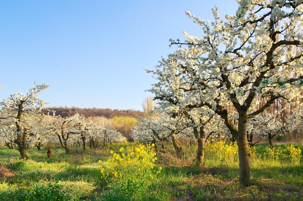 Appelboom in de tuin