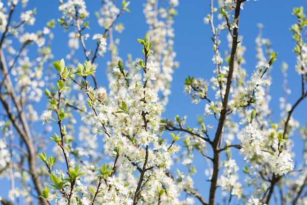 Appelboom in volle bloesem