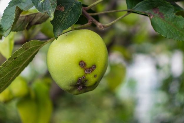 Appelboom met appels