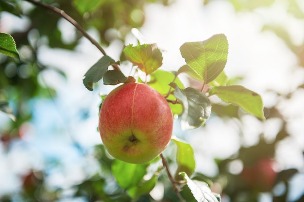 Appelboom met appels