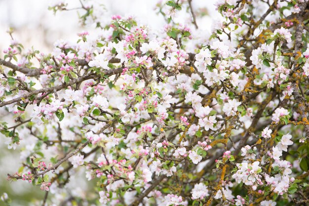 Appelboom met bloesem in de lente, blauwe lucht, lentetijd, botanisch