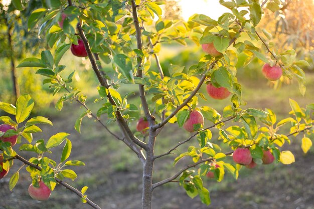 Appelboom met rode appels in de tuin verlicht door de avondzon die vruchten oogst