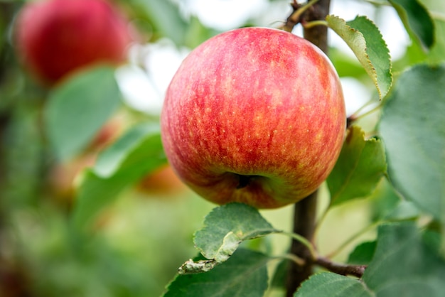 Appelboom met rode appels.