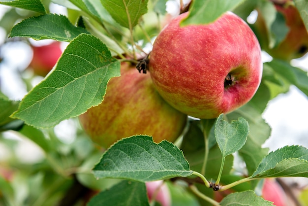 Appelboom met rode appels.