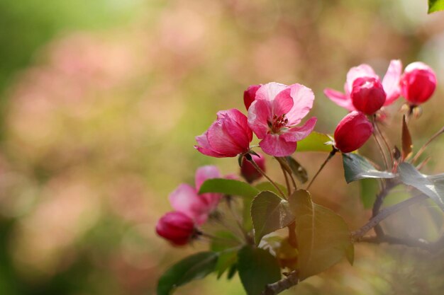 Appelboom met rode bloemen in de lentetuin mooie rode bloemen van malus purpurea sier malu