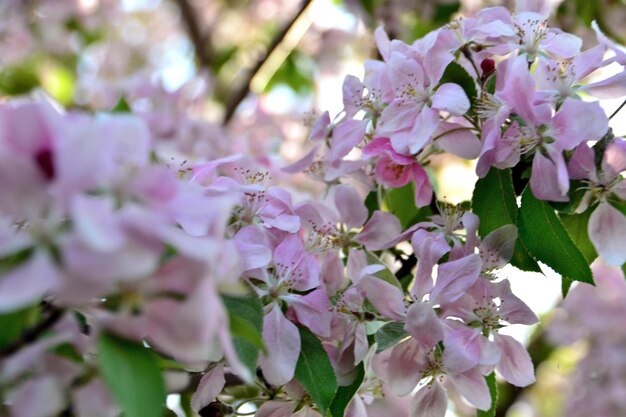 appelboom met roze bloemen geïsoleerd op tak met groene bladeren, macro