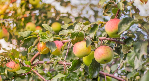 Appelboom Rijpe appels aan een boom in een tuin