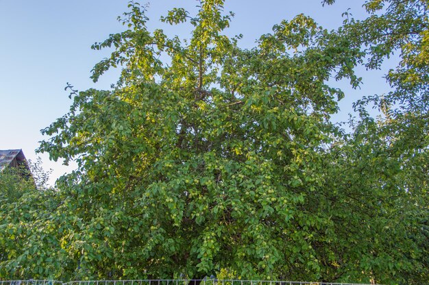 Appelboom tegen de hemel.