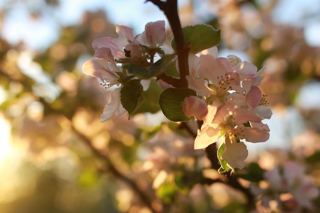 Appelboombloem bij zonsondergang