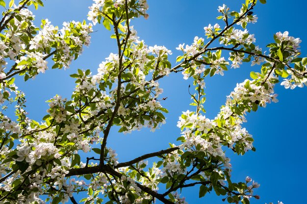 Appelboomgaard in bloei in het voorjaar onder de zon en de blauwe lucht