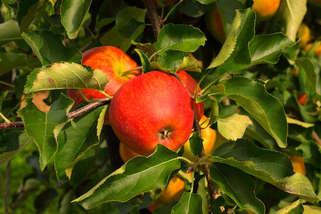 Appelboomgaard in de zomer, bedekt met kleurrijke appels