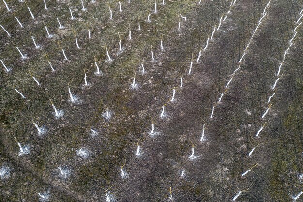 Appelboomgaard in het voorjaar het uitzicht vanaf de top