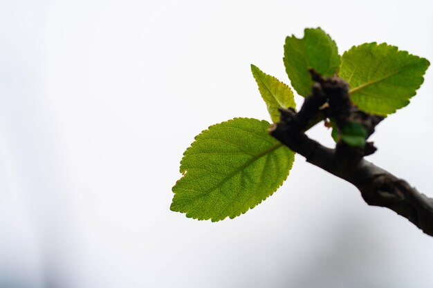 Appelboomgaard krijgt in het voorjaar nieuwe bladeren