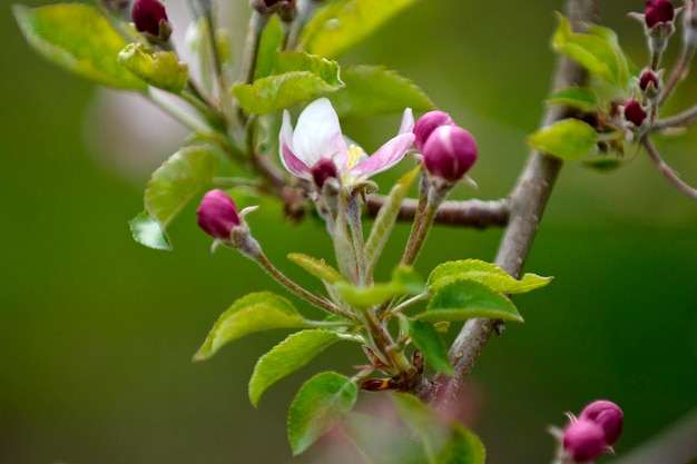 appelboomgaard met bloeiende appelbomen Apple-tuin in zonnige lentedag Platteland in het voorjaar Lente appeltuin bloesem achtergrond