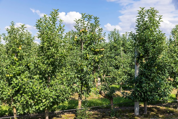 Appelboomgaard met een volwassen oogst van groene appels Appelboomgaard met een oogst van appelvruchten in de zomer