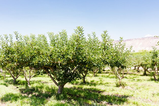 Appelboomgaard met uitzicht op buttes.