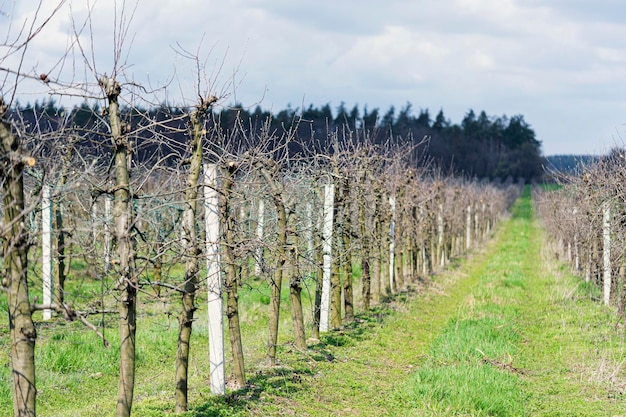 appelboomgaard