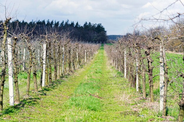 appelboomgaard