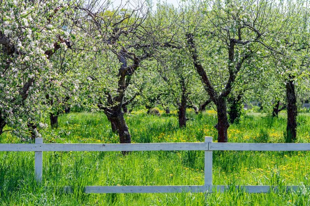 appelboomgaard