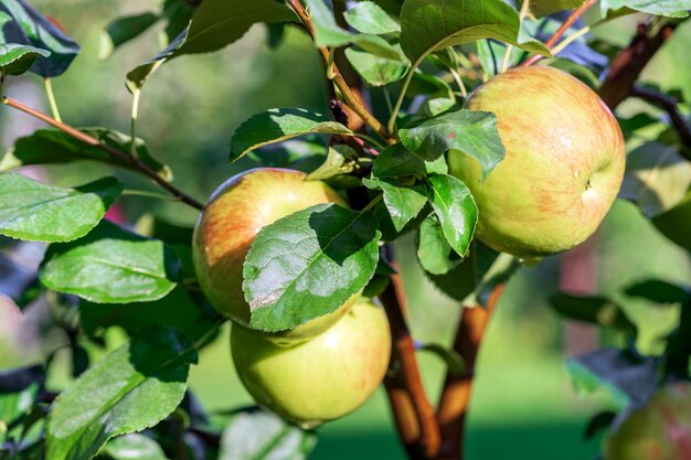 appelboomgaard