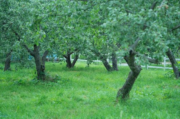 appelboomgaard